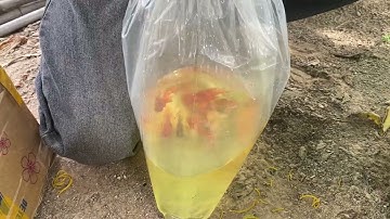 What Happens When You Release Goldfish in a Bucket?