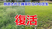 コケ 苔 対策 芝生 西洋芝 庭 苔 撃退法 芝 Lawn Restoration Moss Control Youtube コケ 苔 対策 芝生 西洋芝 庭 苔 撃退法 芝 Lawn Restoration Moss Control Youtube