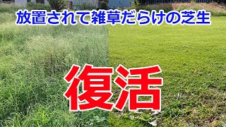 放置されて雑草だらけの芝生を復活させた年間作業