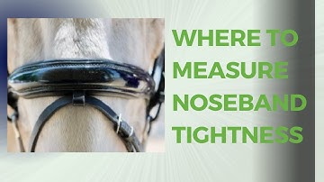 Where to measure your horse
