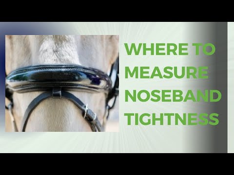 Where to Measure Your Horse's Noseband — The Science
