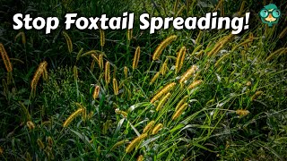 How to Get Rid of Foxtails in Pasture || How to eliminate foxtails || Foxtail  Weed Control!!