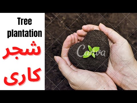 tree plantation essay in urdu