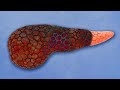 A Gamer Drank 12 Energy Drinks In 10 Minutes This Is What Happened To His Organs A Gamer Drank 12 Energy Drinks In 10 Minutes This Is What Happened To His Organs