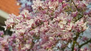 Magnolia tree