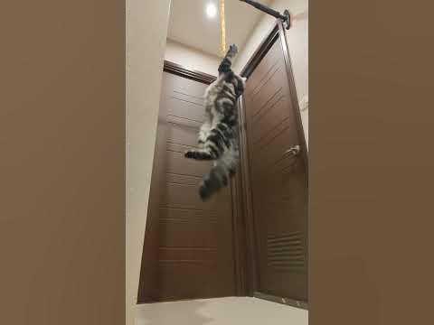 [心得/分享] 大家的貓都可以跳多高阿？