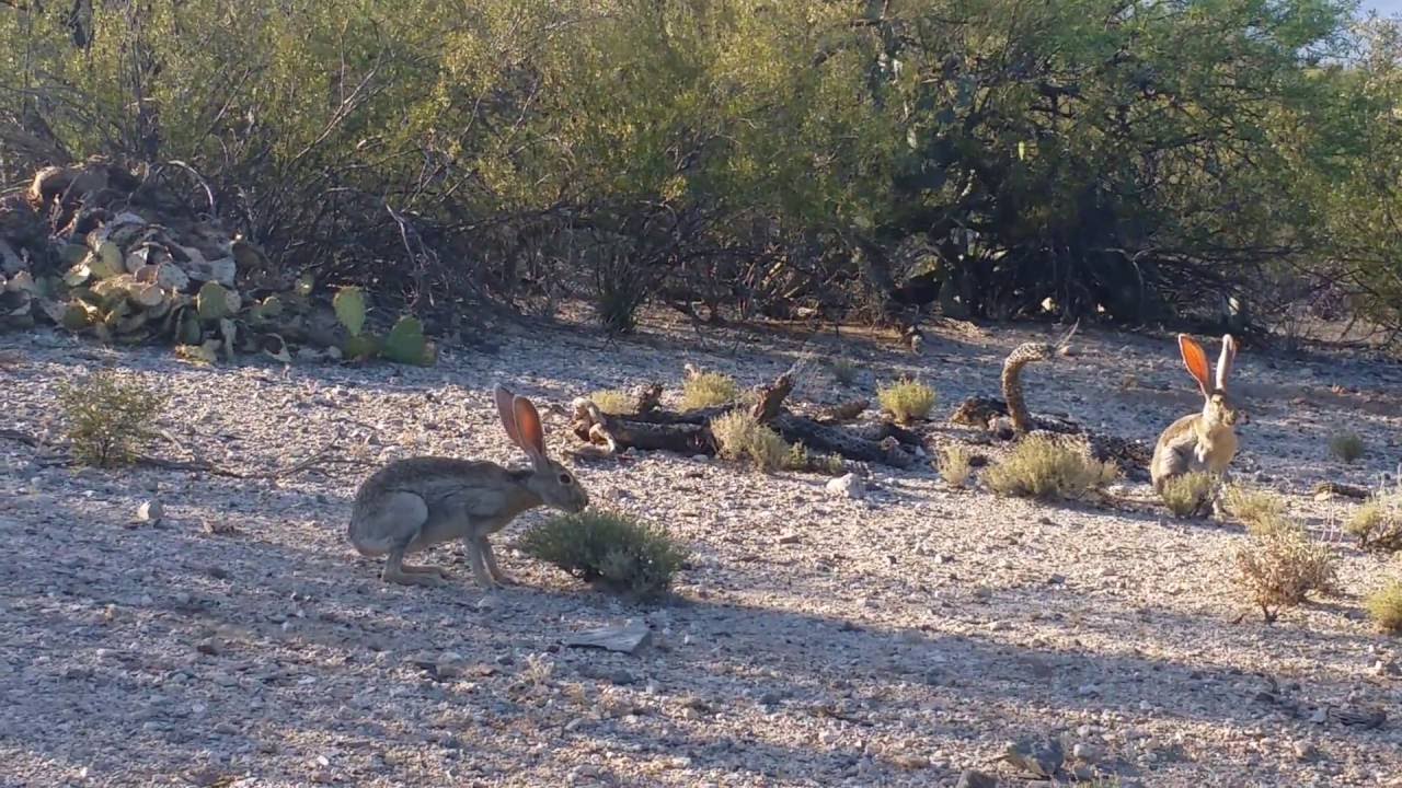 Jack Rabbits mating YouTube