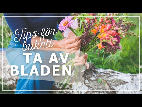 Video: Kan du odla brudblommor - tips om att odla och ta hand om bröllopsblommor