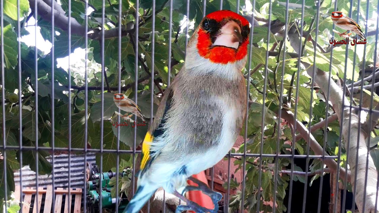 Лучший поющий щегол, эта птица не имеет себе равных.