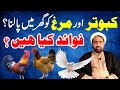 Kabootar Or Safaid Murgha Ko Ghar Main Palna Kesa Hai Keeping Dove White Rooster At Home Kabootar Or Safaid Murgha Ko Ghar Main Palna Kesa Hai Keeping Dove White Rooster At Home