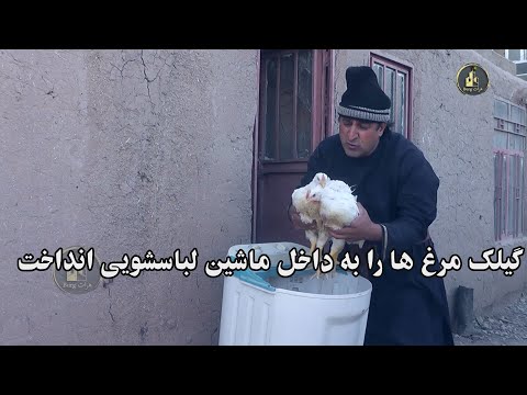 گیلک مرغ ها را به داخل ماشین لباسشویی انداخت