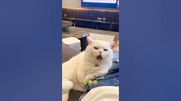 Watch the video about Naughty cat 😺🤣😂#comedy #funny #fun #trendingshorts #viralvideo #opaman2.0