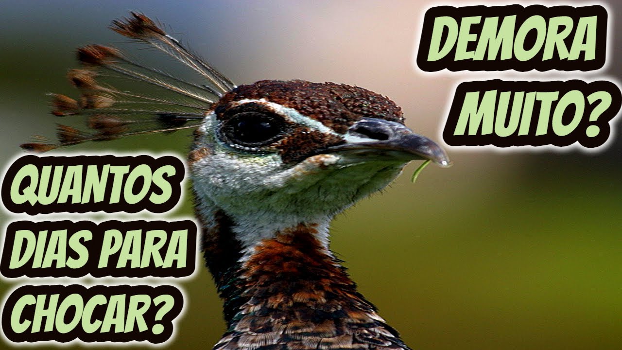 Quantos dias demora para chocar ovos de pavão pavoa? Quanto tempo para eclosão nascer