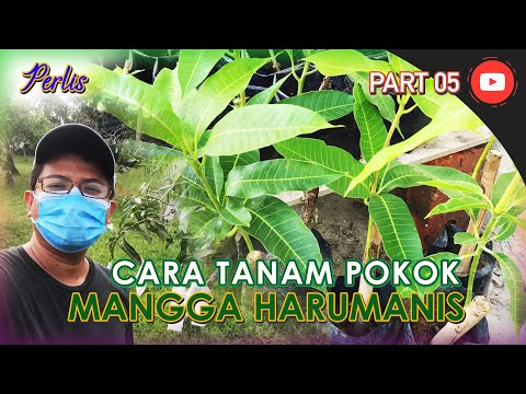 Video: Penjagaan Pokok Mangga - Bagaimana Anda Menanam Pokok Mangga