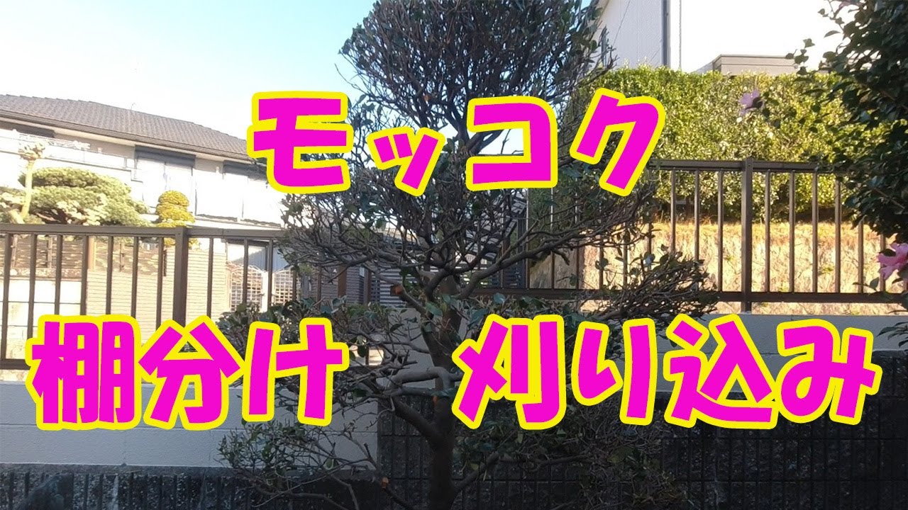 モッコクの棚分け＆刈り込み剪定 - YouTube
