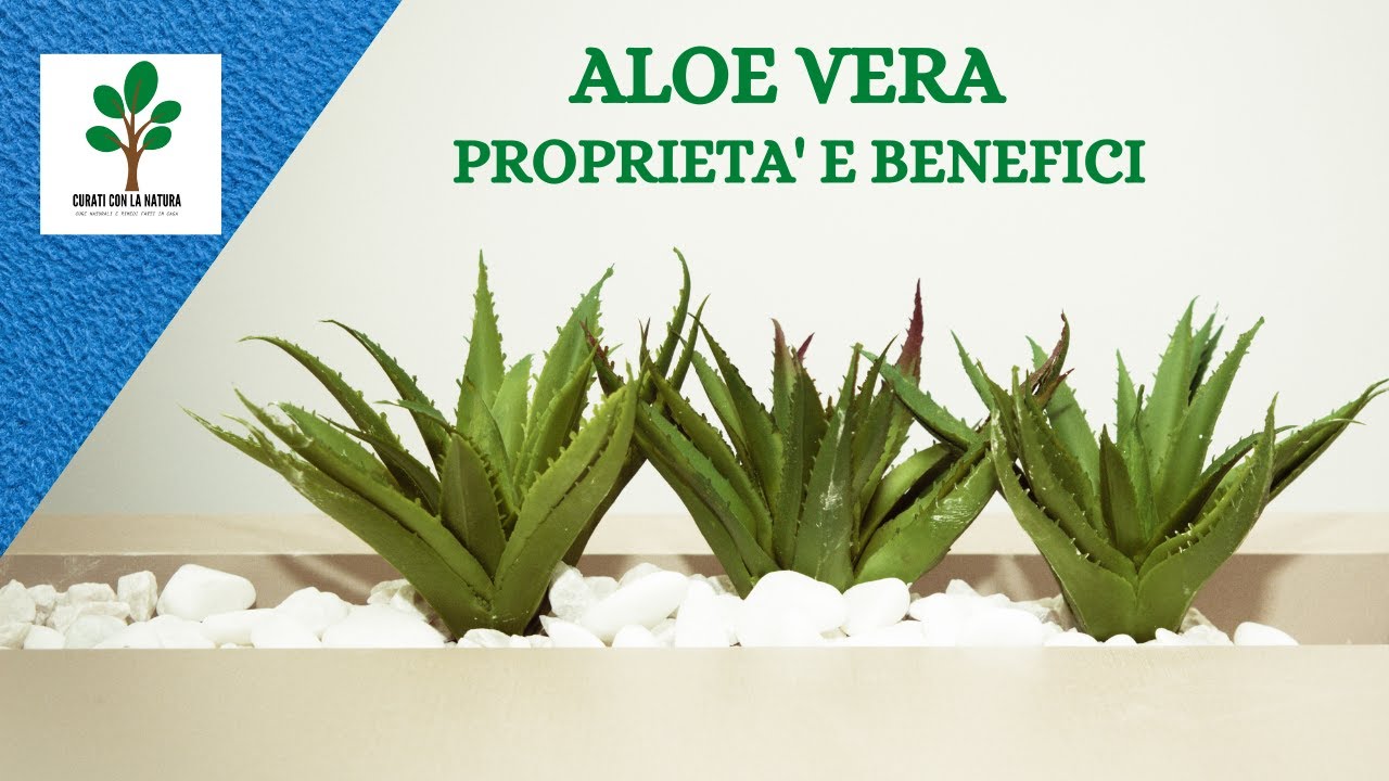 Aloe vera puntas secas