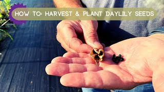 Expert Tips for Successful Harvesting and Planting of Daylily Seeds