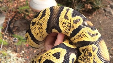 Ball Python Morph: Pastel GHI (Squig)
