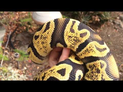 Ball Python Morph: