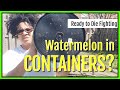 Planting Watermelon in a Container