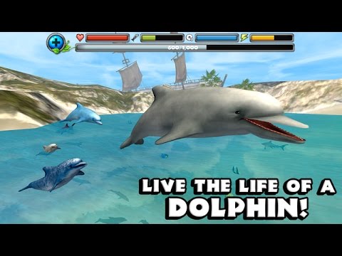 Videó: Megigéző Látvány A Természeti Világból - Delfinjátékok