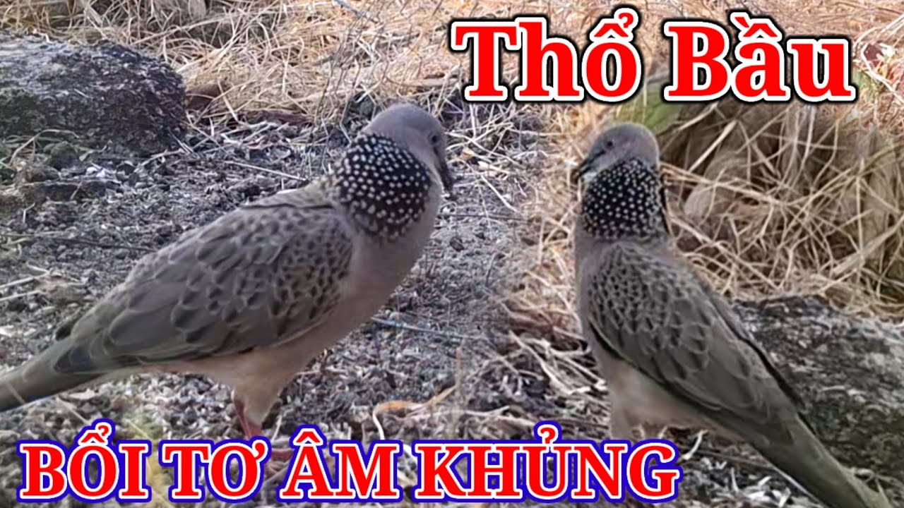 CHIM CU GÁY/BỔI THỔ BẦU/Clip459/Bổi Tơ Nước Gù Tốt/Nước Xa Gù Phóng Thúc Có Kèm/Hậu Nguyễn