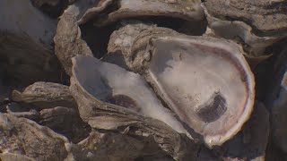 Weeks of rain ruins Galveston Bay's oyster industry for years