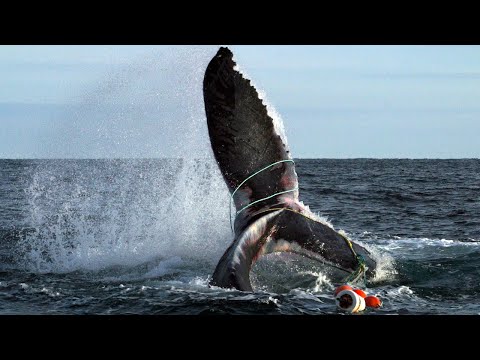 Entanglements Are Killing Marine Animals But We Can Stop Them 