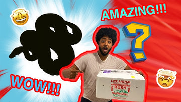 Amazing powerhouse ball python unboxing from st8fire reptiles *INSANE*