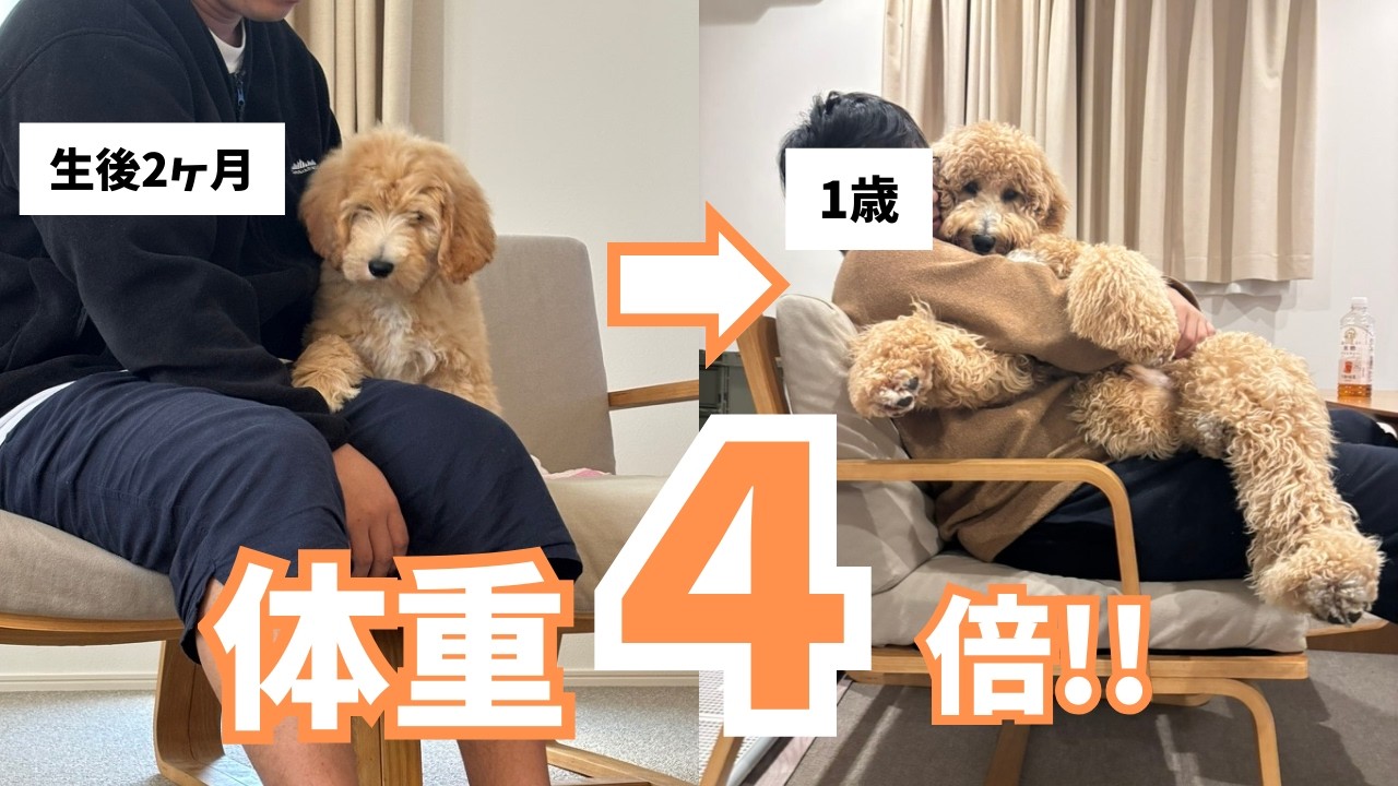 体重4倍！？生後2ヶ月から1歳でこんなに変わりました！