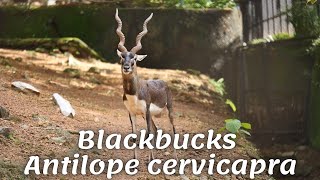 Blackbucks - Antilope cervicapra