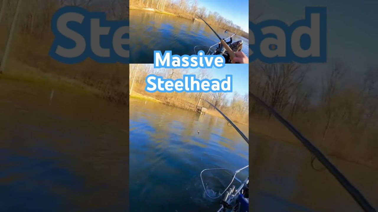 Catching a Massive Steelhead 🎣