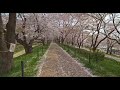Blooming Sakura of Satte town, Saitama - Lumix GH6 autofocus・5.7K HDR Remastered