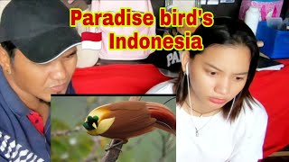 TANAH PAPUA -A paradise for birds(indonesia) - FIL react