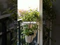 Green Wakeup Five Subtle Living Hacks for Small Spaces