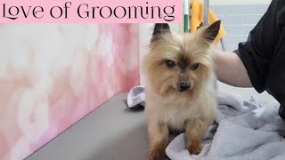Blow Drying a Senior Yorkshire Terrier