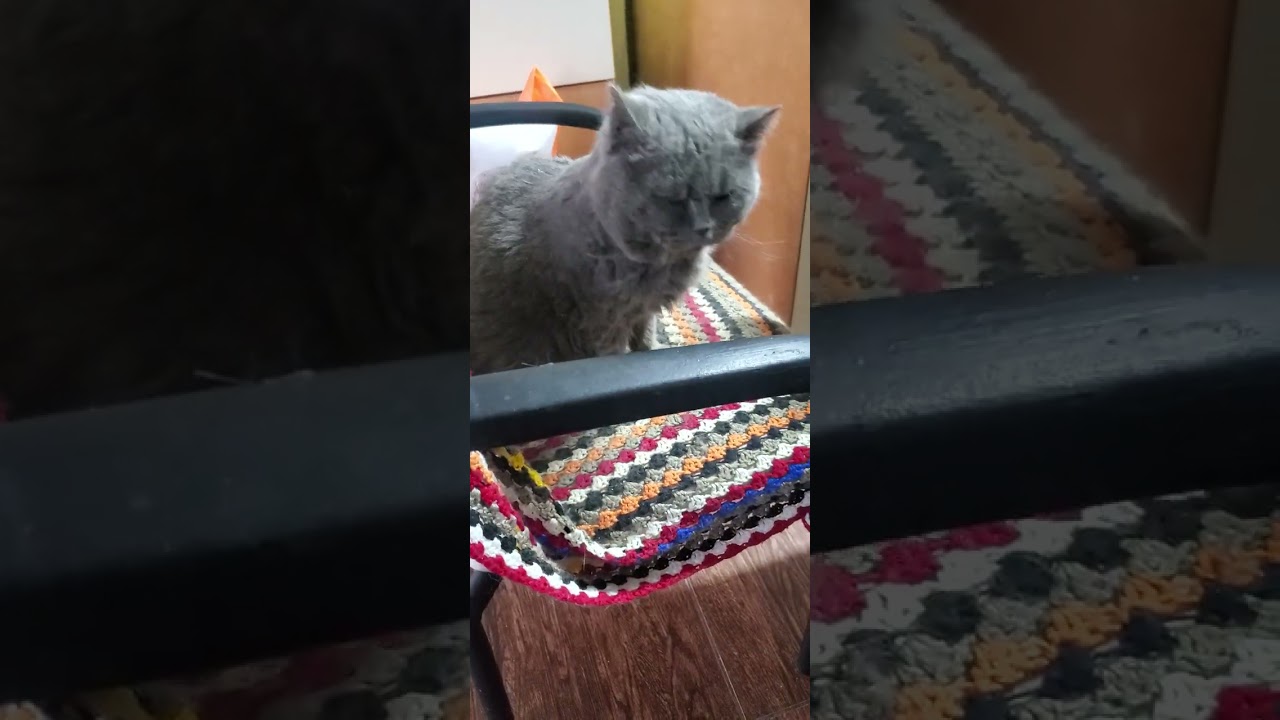 Пухляш и Хаджик @cat