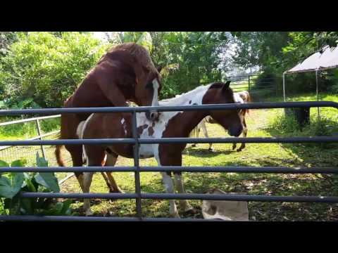 Hawaii Horses double date