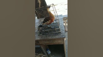 suara pikat belibis kembang kalsel