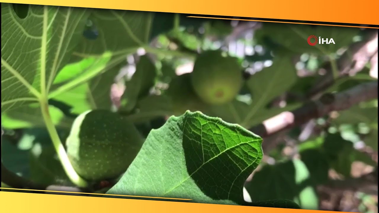 İlekleme, İncirde Lezzeti ve Kaliteyi Yükseltiyor