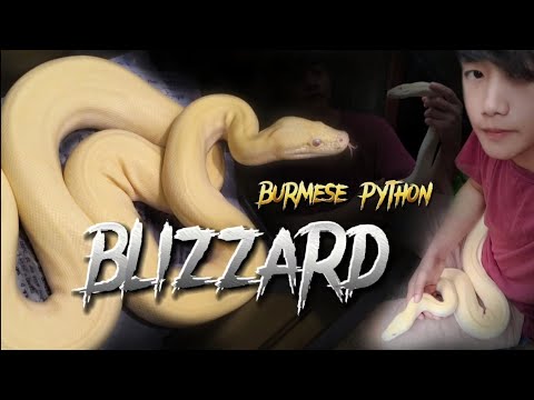 Blizzard Burmese python. meet Hizzary my new pet #burmesepython#blizzard#python#snake@EmharXotiC