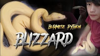 Blizzard Burmese python. meet Hizzary my new pet #burmesepython#blizzard#python#snake@EmharXotiC