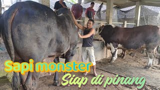 Superrrr ‼️🔥 Simental monster dan PO non poel siap keluar kandang