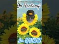 how to spot someone under the influence of fentanyl in KANSAS