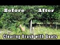 Clearing Brush with Goats | Before & After