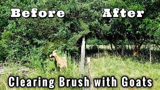 Clearing Brush with Goats | Before & After by Bois D’ Arc Kiko Goats 25,025 views 10 months ago 15 minutes