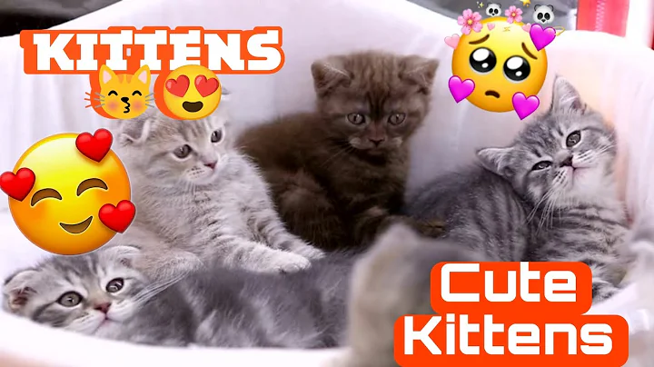 Watch the video about Cute Little Kittens Compilation #cat @Perfectkitty2