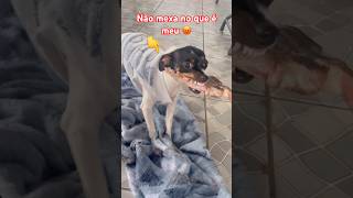 Esse cãozinho é muito bravo #dog #brave