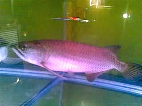 Australian Gold Arowana For Sale - YouTube