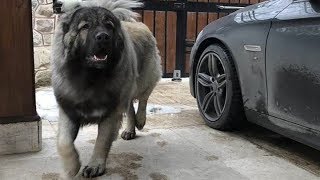 Caucasian Shepherd Wolf Killer ⭐ Ultimate Brutal Protector ⭐ by Lovers of Dogs 61,249 views 5 years ago 3 minutes, 17 seconds